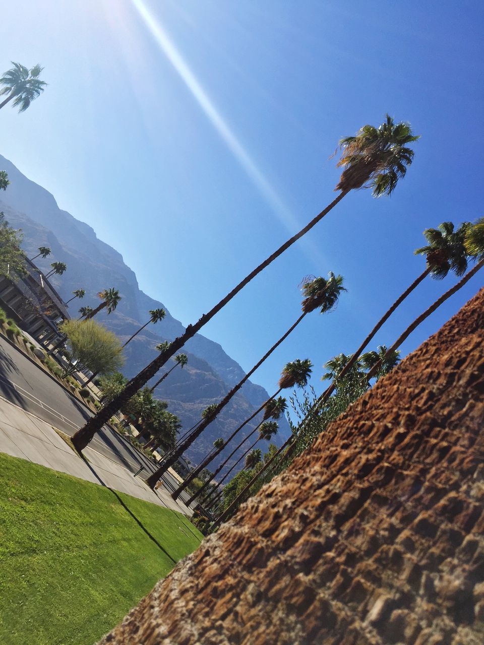 tree, day, no people, sunlight, nature, sky, outdoors, blue, low angle view, mountain, scenics, beauty in nature, growth, palm tree, clear sky, built structure, grass, architecture