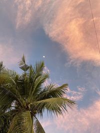 Low angle view of coconut palm tree against sky