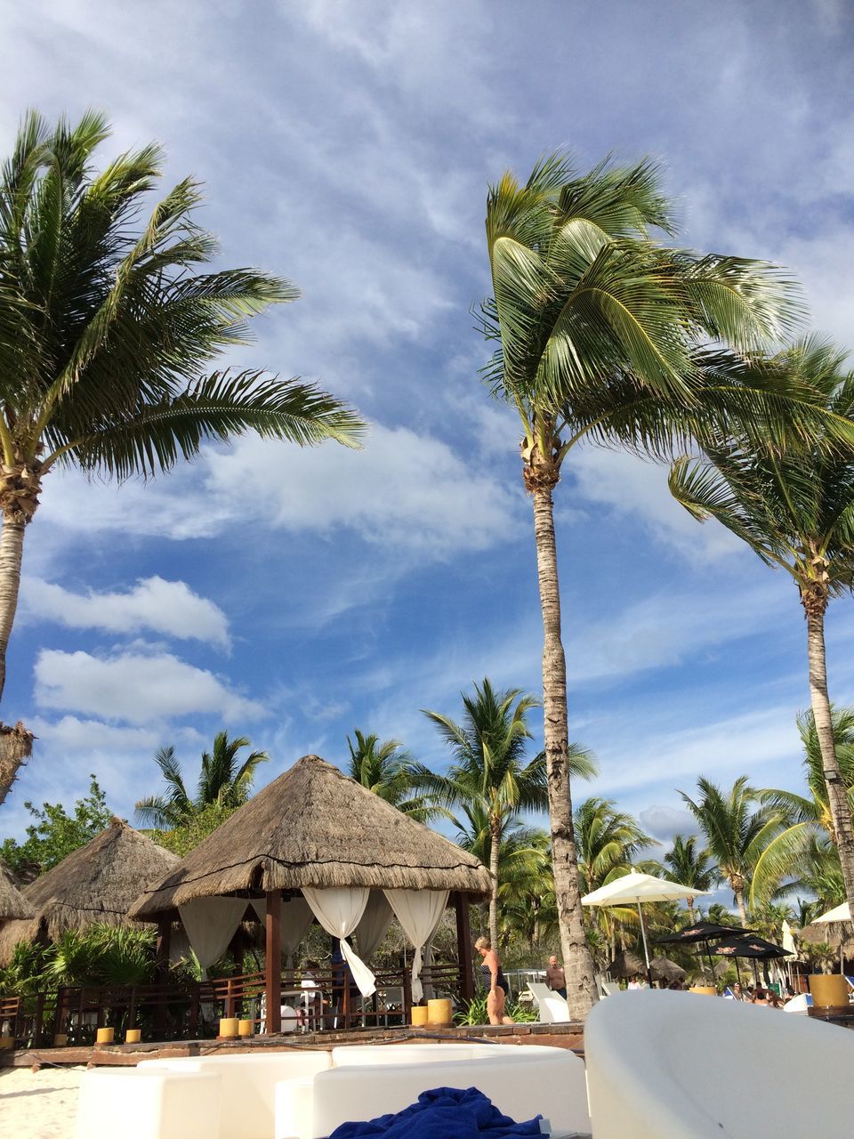 tree, sky, low angle view, palm tree, building exterior, cloud - sky, built structure, growth, cloud, architecture, branch, cloudy, house, nature, day, outdoors, tree trunk, no people, green color, beauty in nature