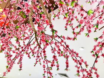 Low angle view of pink flower tree