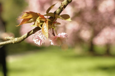 Close-up of flowers on branch