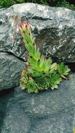 High angle view of succulent plant on rock