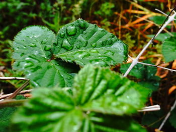 Close-up of raindrops on leaves