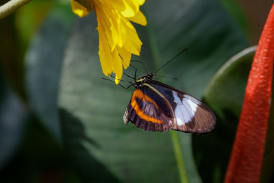 Close-up of butterfly pollinating on flower