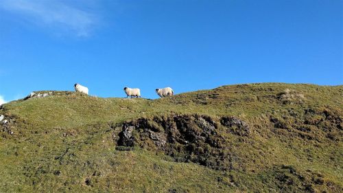 Low angle view of sheep grazing on mountain against clear sky