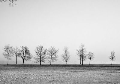 Bare trees silhouette in the park in winter