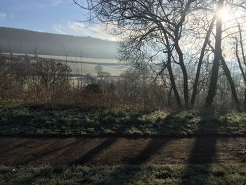 Sun shining through trees on field