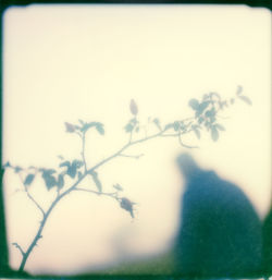 Close-up of plant against clear sky