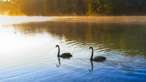 Black swans swimming on lake