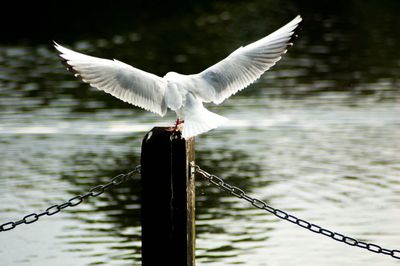 Close-up of bird against lake