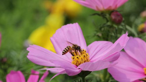 Close-up of bee pollinating on pink flower