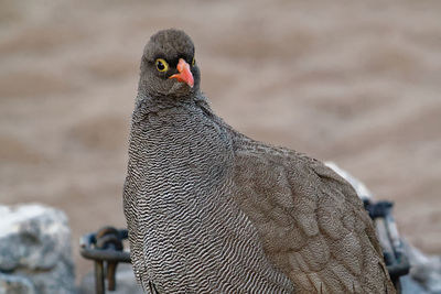 Red-billed spurfowl