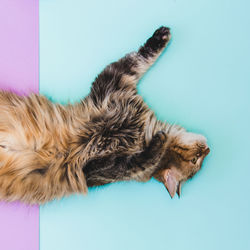 Cat lying on blue background