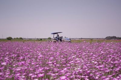 Purple flowers growing in field