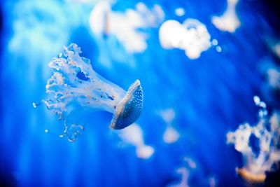 Jellyfish swimming in sea