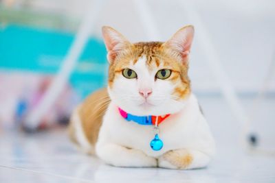 Close-up portrait of a cat
