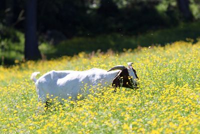 Close-up of yellow flowers on field