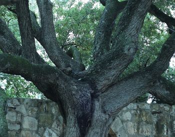 Low angle view of tree trunk in forest