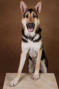 Portrait of dog sitting on floor