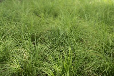 Close-up of grass on field