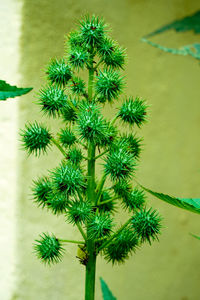 Close-up of cactus plant