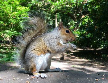 Squirrel on a tree