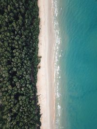 High angle view of sea and trees