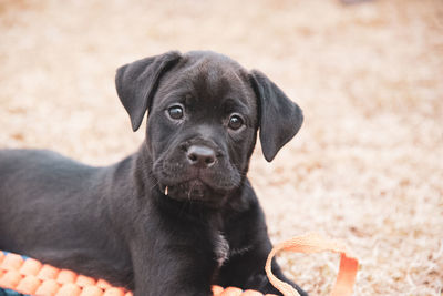 Close-up of dog