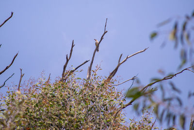 Low angle view of flowering plants against sky