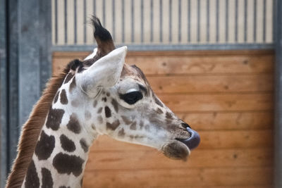 Close-up of giraffe