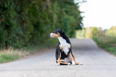 Dog looking away on road