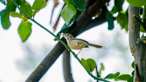 Close-up of bird perching on a tree