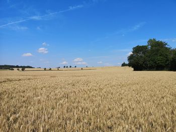 Scenic view of field against blue sky