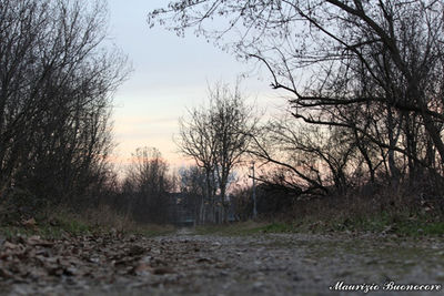 Bare trees against sky