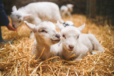 Close-up of lamb in pen