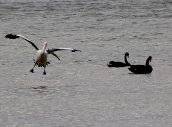 Ducks in a lake