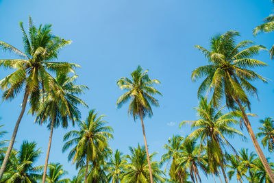 Coconut palms on the blue sky in southern thailand, coconut trees in the garden the bright blue sky.