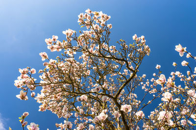 Low angle view of flowering tree against blue sky