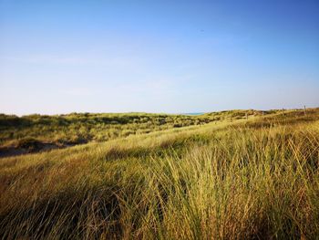 Scenic view of field against clear blue sky