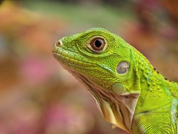 Close-up of lizard