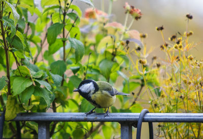 Close-up of bird perching on railing by plants