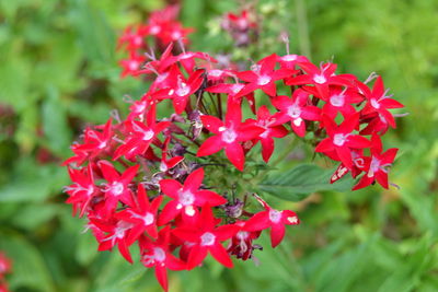 Close-up of red flowers blooming outdoors