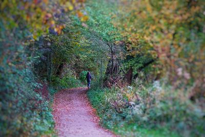 Person walking on tree in forest