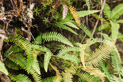 Close-up of green leaves