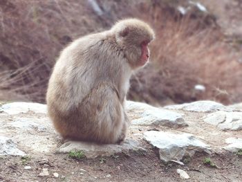 Close-up of lizard on rock