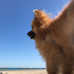 Close-up of dog looking away against sky