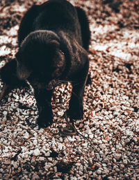 View of a dog on the field