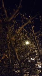 Low angle view of tree against sky at night