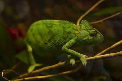 Yemeni chameleon on a branch in the terrarium.