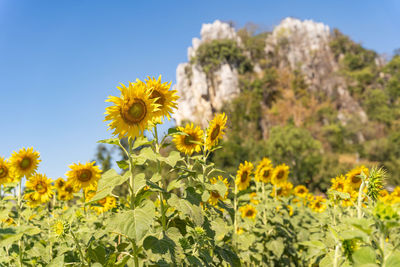 Close-up of yellow flowering plants on field against clear sky